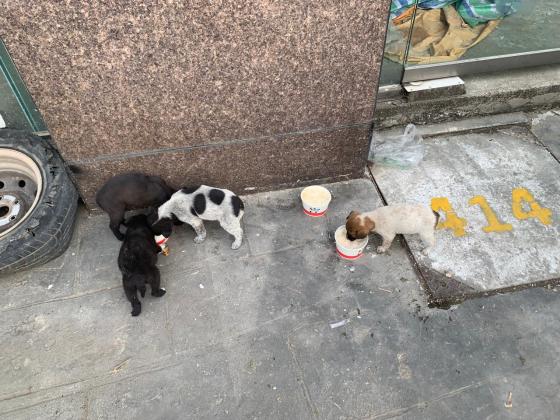 狗狗·土狗·没有