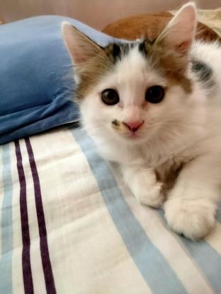 猫咪·田园猫·无