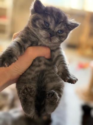 猫咪·银渐层和黑猫的·饭可可 饭粥粥