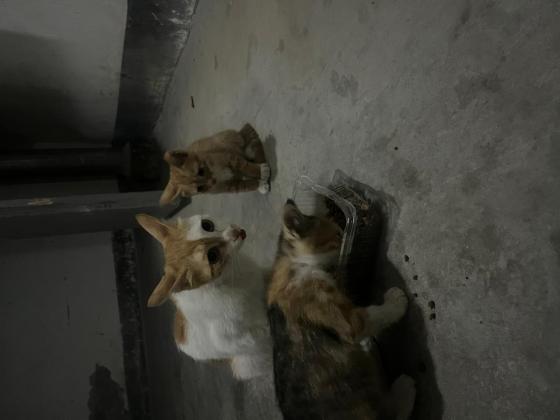 猫咪·三花、菊猫、梨花·小流浪