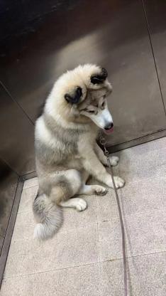 狗狗·灰桃阿拉斯加·无