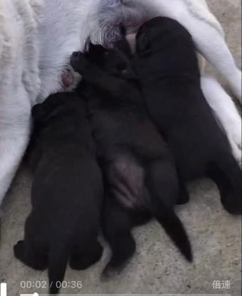 狗狗·妈妈拉布拉多；爸爸未知·未取名