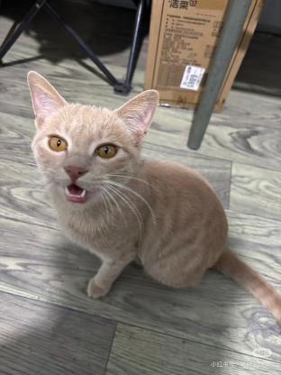 猫咪·橘猫·没取名字