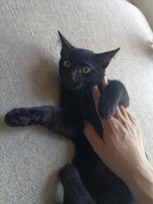 猫咪·玄猫·葡萄