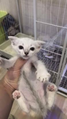 猫咪·银渐层·/