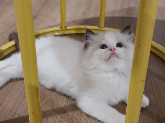 猫咪·布偶·布偶