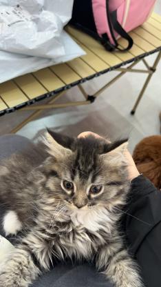 猫咪·狸花·无