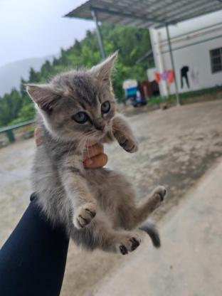 猫咪·银渐层·猫猫
