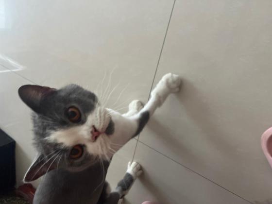 猫咪·英短·猫猫