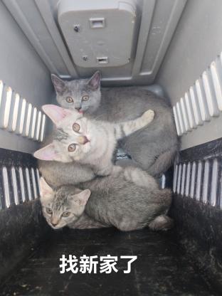 猫咪·蓝猫，虎斑·蓝猫虎斑