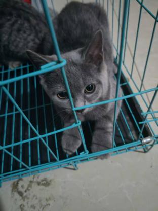 猫咪·蓝猫·猫咪