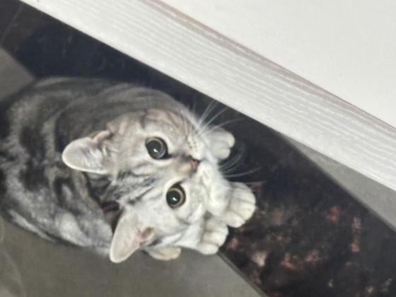 猫咪·美短·麻圆