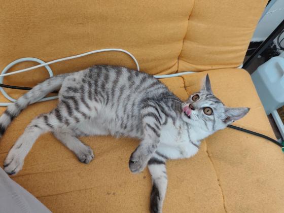 猫咪·虎斑·小虎斑