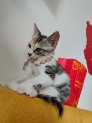 猫咪·中华田园猫·三花妹妹