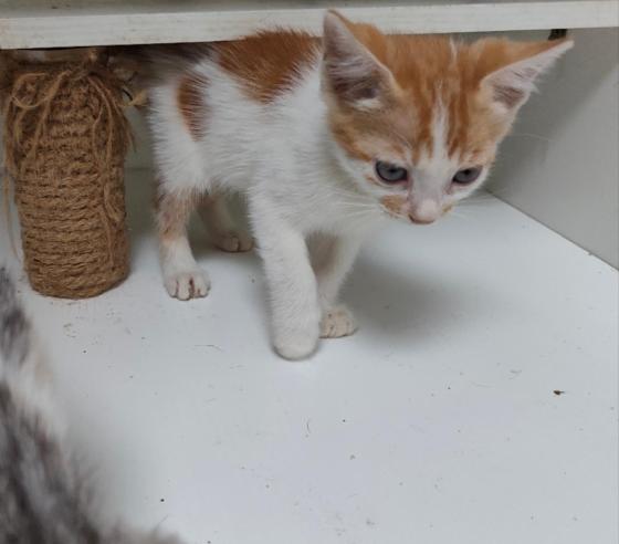 猫咪·中华田园猫·小橘猫