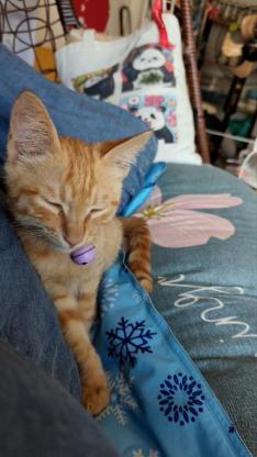 猫咪·中华田园猫·小橘