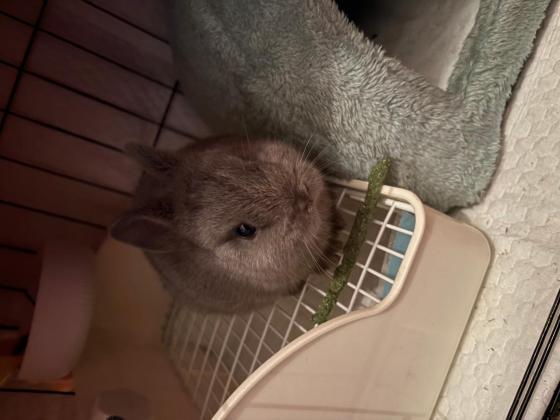 小宠·侏儒兔·肉肉