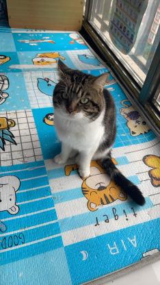 猫咪·美短杂交·布丁