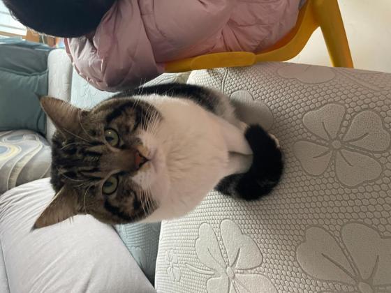 猫咪·美短杂交·布丁