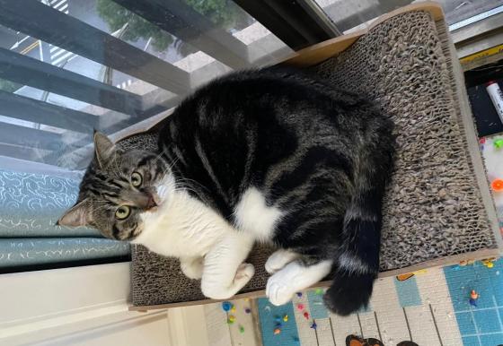 猫咪·美短·布丁