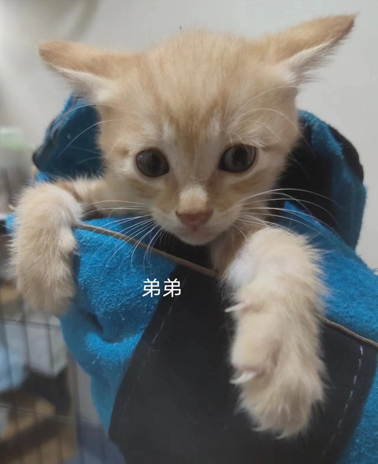 猫咪·有偿领养·小橘猫