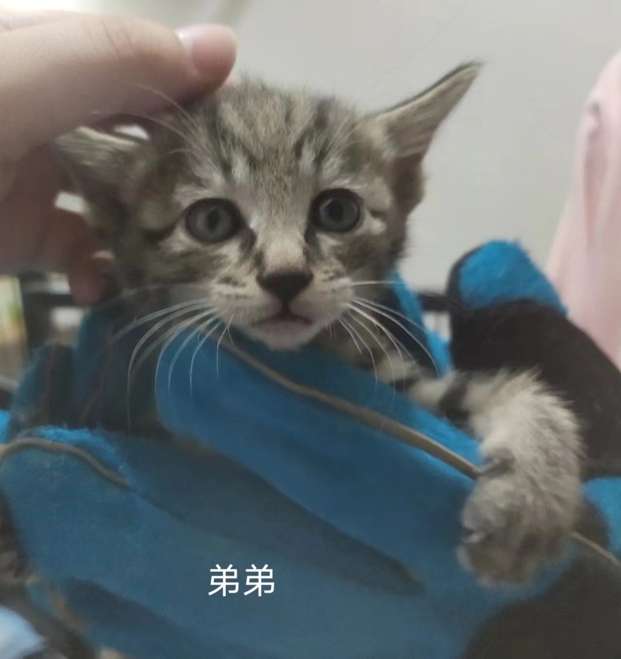 猫咪·有偿领养·小狸花猫