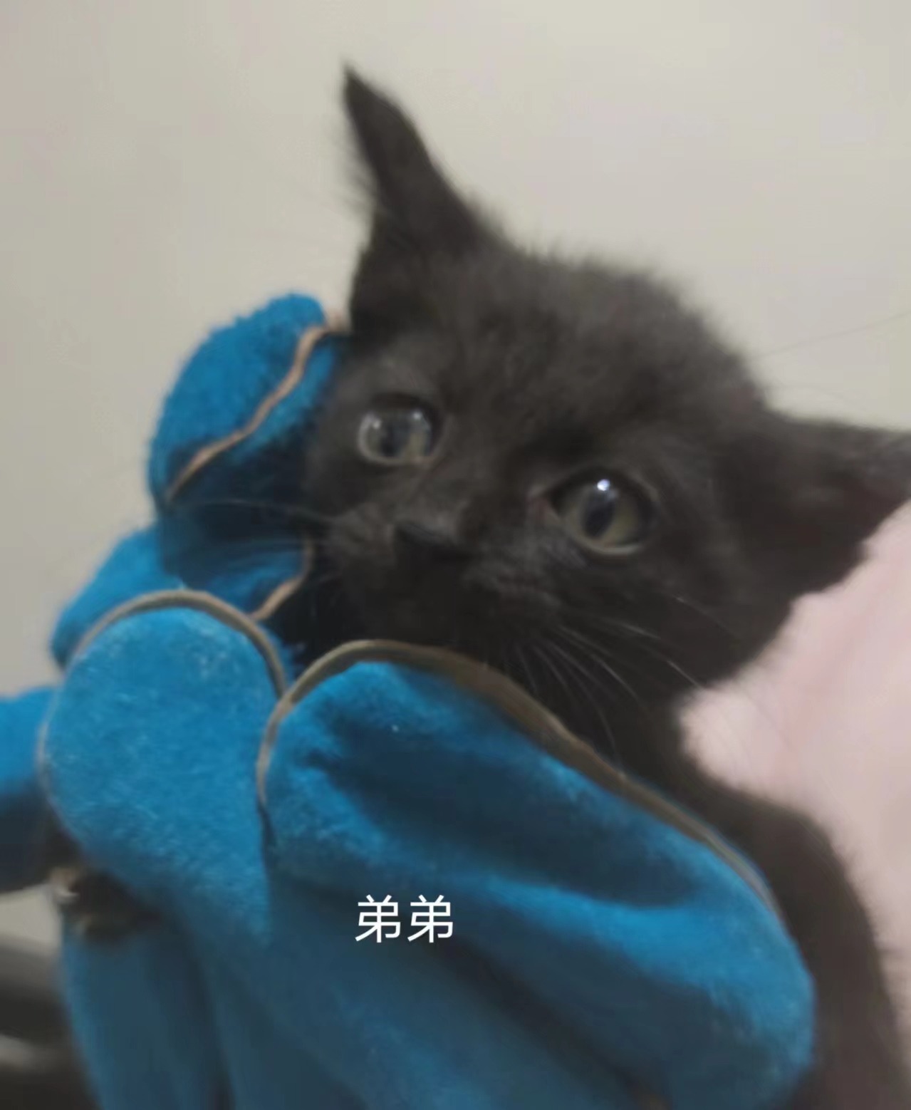 猫咪·有偿领养·小黑猫