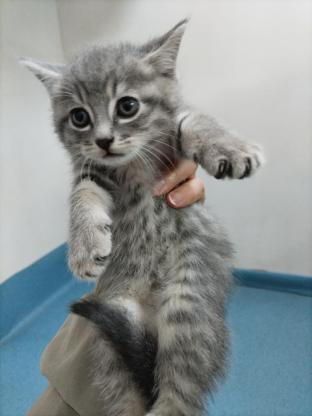 猫咪·虎斑，蓝猫·三只小猫找领养