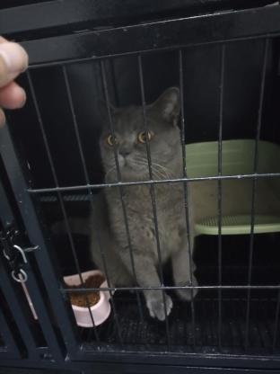 猫咪·蓝猫·蓝猫弟弟