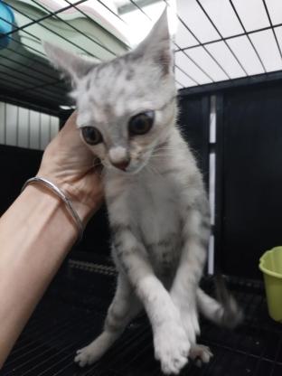 猫咪·田园猫·简州猫妹妹