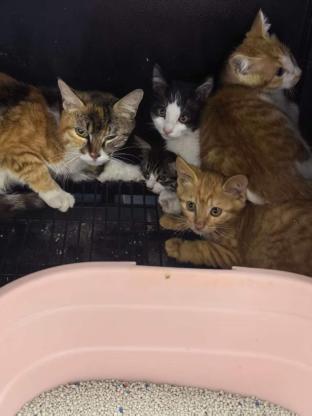 猫咪·田园猫·四只猫猫找领养