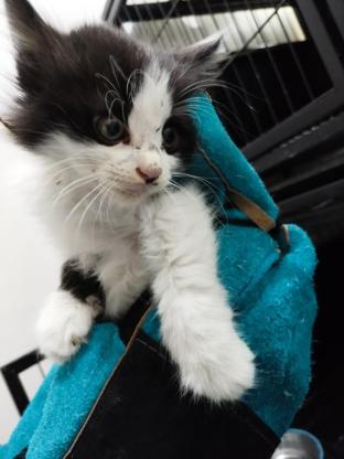 猫咪·田园猫·1个半月长毛奶牛