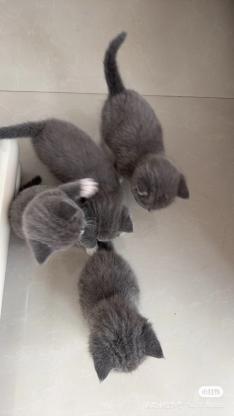 猫咪·蓝猫·未取