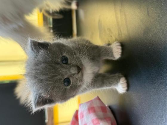 猫咪·蓝猫布偶串·咪咪