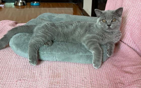猫咪·蓝猫·咪咪