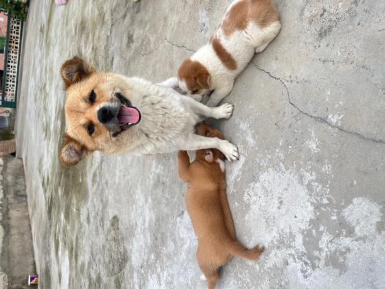 狗狗·土狗·未命名小棕