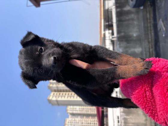 狗狗·土狗·未取