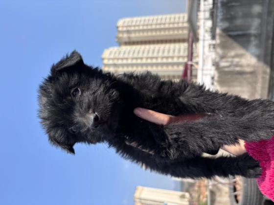 狗狗·土狗·未取