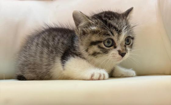 猫咪·田园猫·棉棉