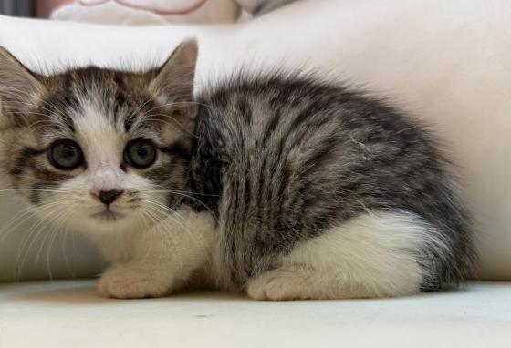 猫咪·田园猫·糯糯