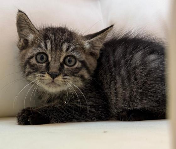 猫咪·田园猫·吱吱