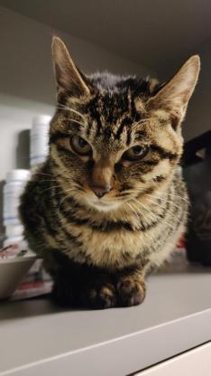 猫咪·狸花·布丁
