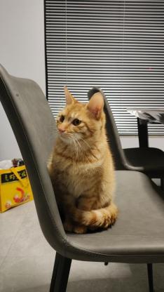 猫咪·橘猫·叮当