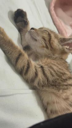猫咪·狸花·狸花