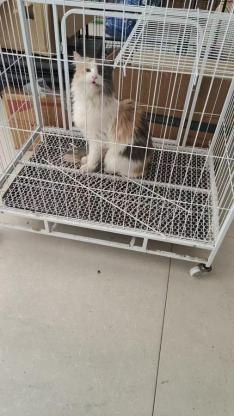 猫咪·缅因三花·咪咪