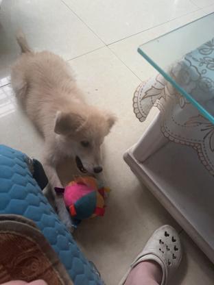 狗狗·串串·布丁