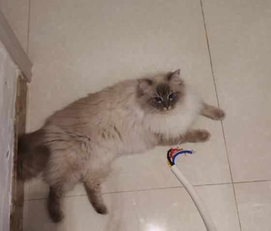 猫咪·重点色布偶·仙贝