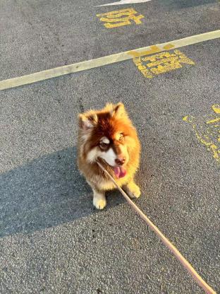 狗狗·阿拉斯加·呆呆