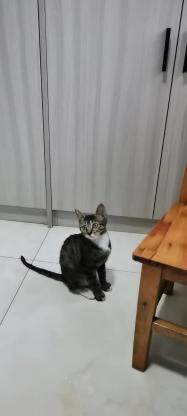 猫咪·狸花猫·大嘴