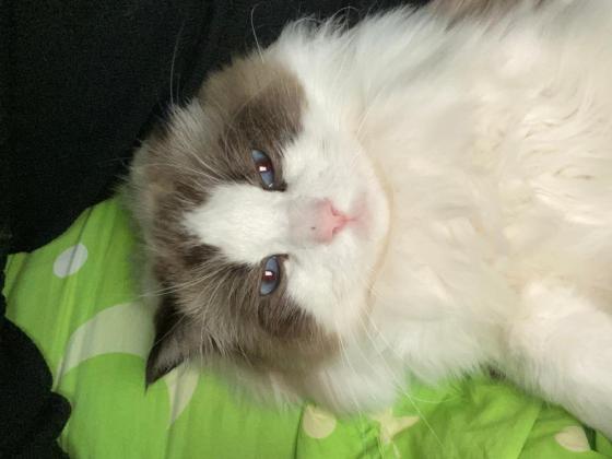 猫咪·布偶·小男孩